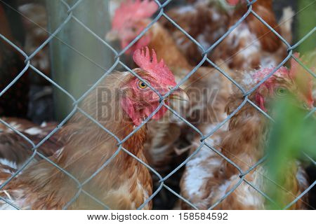 Chicken looking at the camera behind a wire fence