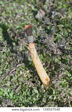 Ravenel's stinkhorn fungus (Mutinus ravenelii). Image of a single fungus
