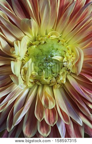 Dahlia flower (Dahlia x cultorum). Close up image of a flower