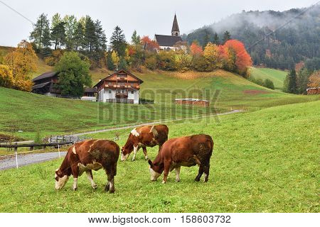 Cows On Farmalnd, Funes Valley, Dolomites, Italy