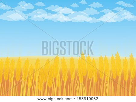 Wheat field on a background of blue sky with cumulus clouds