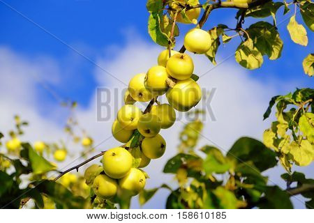 Green apples grow in the garden on a branch.