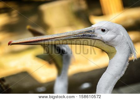 beautiful colorful portrait of a Pelican close
