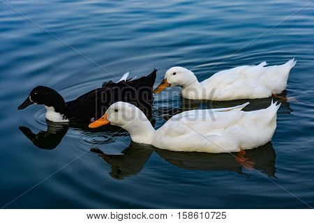 two whites and one black duck floating