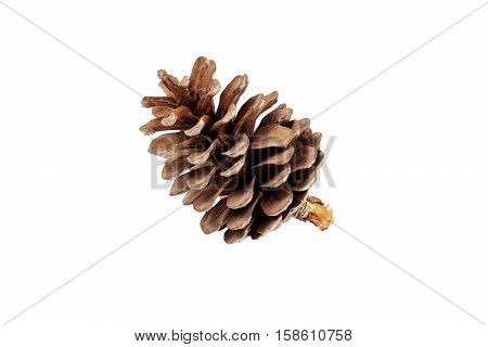 the pine cone isolated on white background