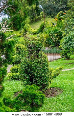 Park of flowers at Dalat Vietnam - Landscape desighn with figure loping of bush