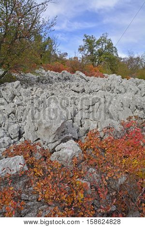 Autumn colours on display in the Carso karst limestone area of Friuli near Aurisina in north east Italy.