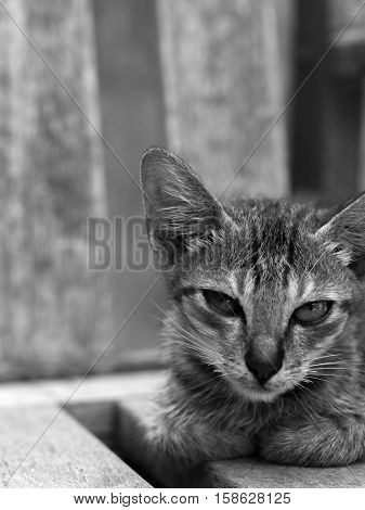 A GREY CAT LYING ON WOODEN CHAIR