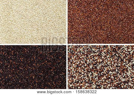 Yellow, red, black and mixed quinoa seeds rectangular surfaces. Edible fruits of grain crop Chenopodium quinoa in the Amaranth family, a pseudocereal. Isolated macro food photo close up from above.
