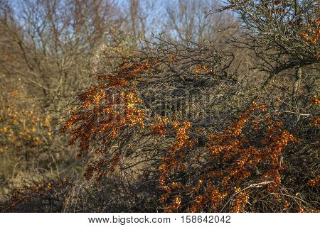 buckthorn bush on a cold winter day
