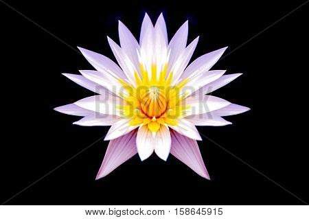 beautiful lotus flower in black background, isolated