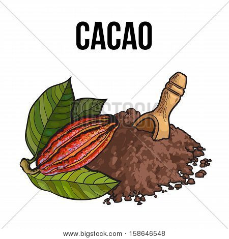 Hand drawn heap of cocoa powder with a wooden scoop and ripe cacao fruit, sketch vector illustration isolated on white background. Colorful illustration of cacao fruit and ground cocoa powder