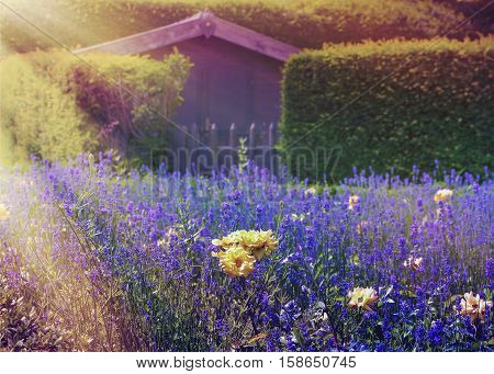 Different flowers at sunset on background building