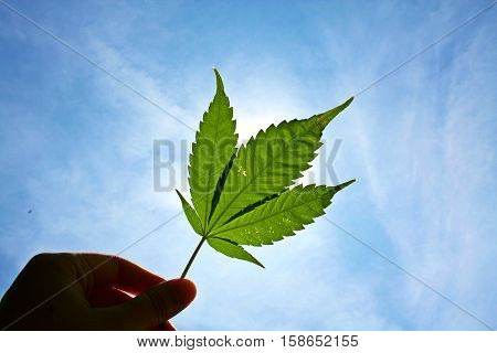 Marijuana leaf in human hand in sunny day