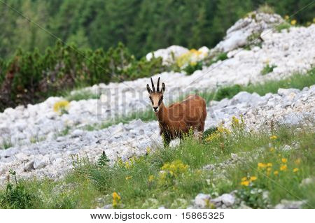 Kozica (rupicapra Carpatica)