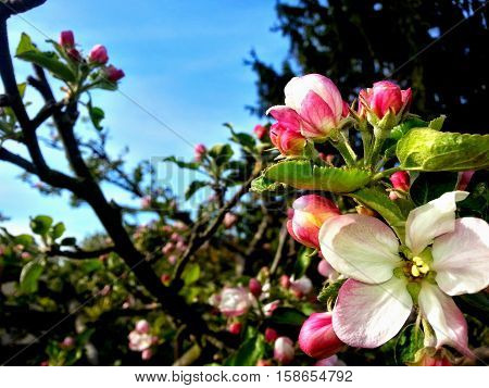 Detail of blooming apple tree. A little white and pink flower.