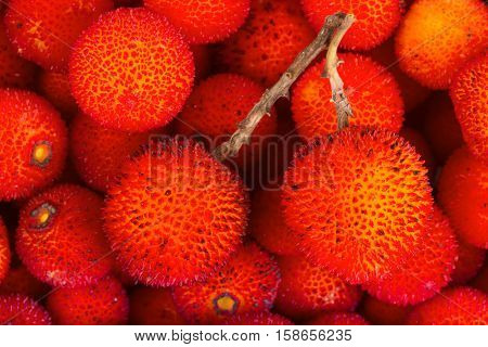 background of red fruits of Arbutus unedo.