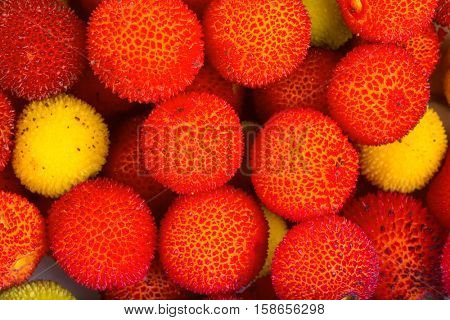 Yellow and red fruits of Arbutus unedo.
