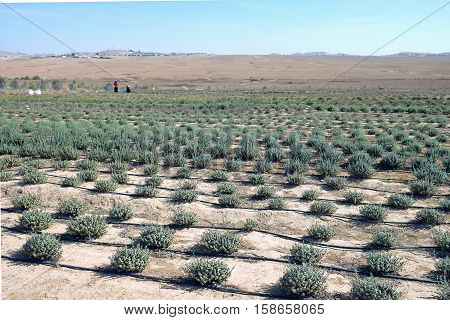 Bedouins grow wild aromatic herbs in experimental field in Atir settlement in the Negev desert Israel