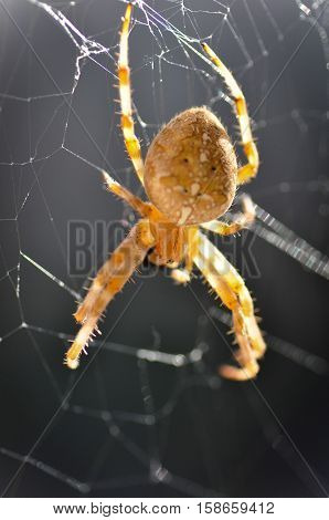 Garden Spider aka Cross Spider (Araneus diadematus)