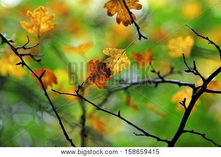 Colorful brown and yellow leaves in the autumn forest