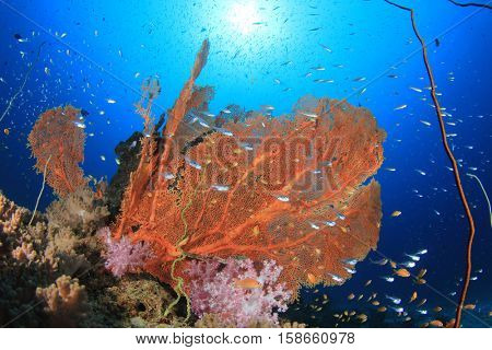Underwater coral reef and fish