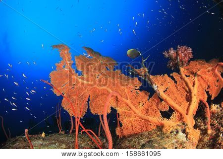 Underwater coral reef and fish