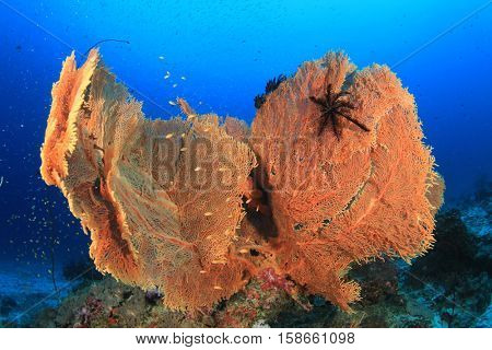 Underwater coral reef and fish