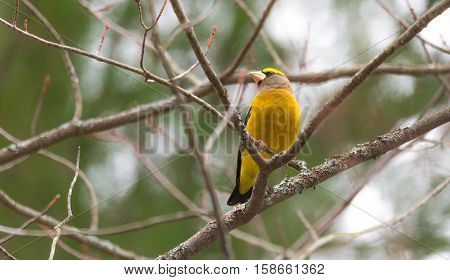 Yellow branded Evening Grosbeaks (Coccothraustes vespertinus)  on a deck having seed lunch. Heavyset finch in northern coniferous forests, adds splash of color to winter bird feeders every few years.