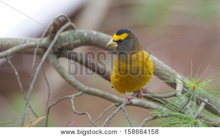 Yellow branded Evening Grosbeaks (Coccothraustes vespertinus)  on a deck having seed lunch. Heavyset finch in northern coniferous forests, adds splash of color to winter bird feeders every few years.