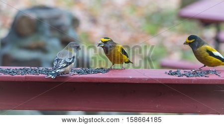 Yellow branded Evening Grosbeaks (Coccothraustes vespertinus)  on a deck having seed lunch. Heavyset finch in northern coniferous forests, adds splash of color to winter bird feeders every few years