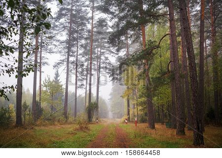 Pine forest and dirt road in rainy weather. Autumn forest landscape. Cloudy autumn day.