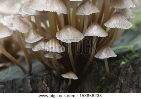 Mushrooms (Mycena inclinata) on a stump in a green moss