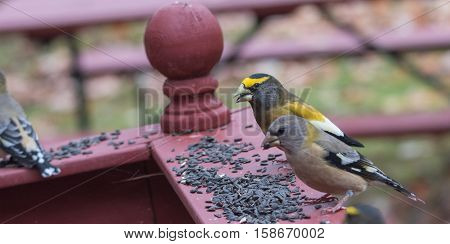 Yellow branded Evening Grosbeaks (Coccothraustes vespertinus)  on a deck having seed lunch. Heavyset finch in northern coniferous forests, adds splash of color to winter bird feeders every few years