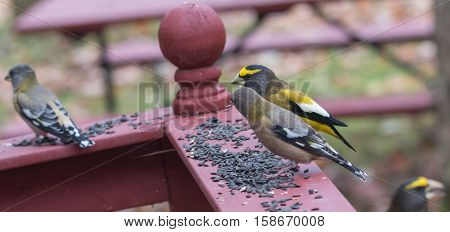 Yellow branded Evening Grosbeaks (Coccothraustes vespertinus)  on a deck having seed lunch. Heavyset finch in northern coniferous forests, adds splash of color to winter bird feeders every few years