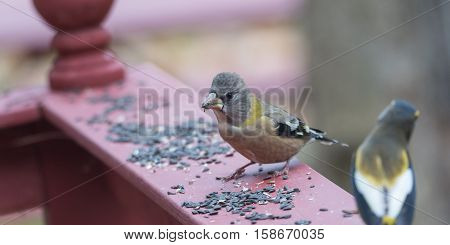 Yellow branded Evening Grosbeaks (Coccothraustes vespertinus)  on a deck having seed lunch. Heavyset finch in northern coniferous forests, adds splash of color to winter bird feeders every few years