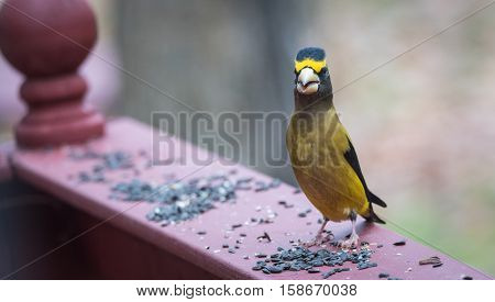 Yellow branded Evening Grosbeaks (Coccothraustes vespertinus)  on a deck having seed lunch. Heavyset finch in northern coniferous forests, adds splash of color to winter bird feeders every few years