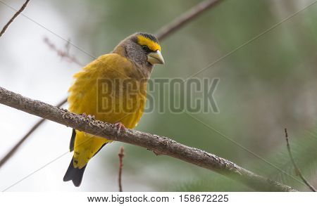 Yellow branded Evening Grosbeaks (Coccothraustes vespertinus)  on a deck having seed lunch. Heavyset finch in northern coniferous forests, adds splash of color to winter bird feeders every few years