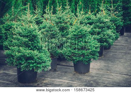 Christmas trees in pots for sale. Retro toned photo.