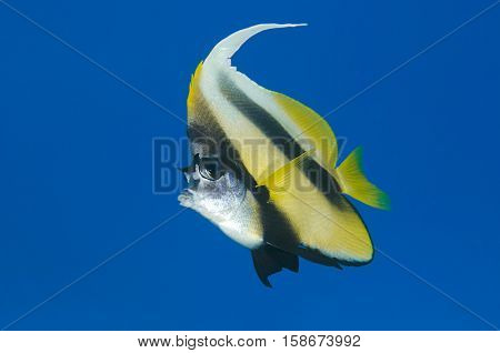 Red Sea bannerfish, Heniochus intermedius, with big blue copy space at the background.