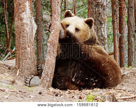 Brown bear lying under pine trees in Rila Mountain, Bulgaria.
