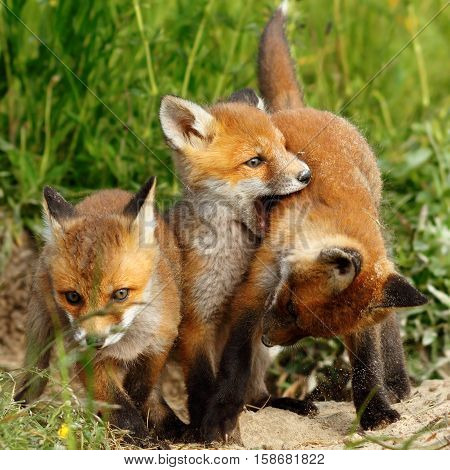 family of red foxes playing near the burrow ( Vulpes cubs )