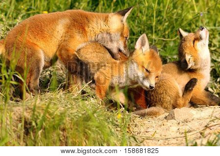 family of red foxes playing near the den cute happy cubs ( Vulpes )