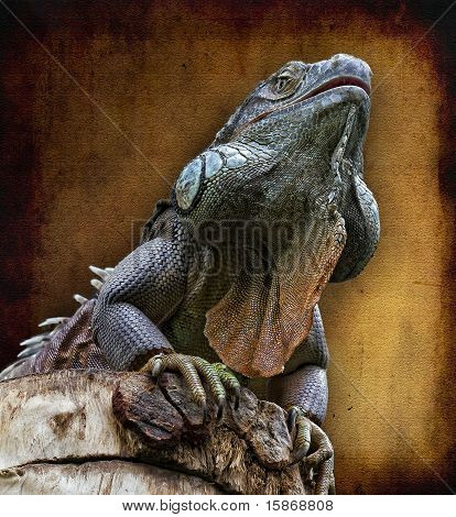 Lagartijo, kertenkele, Iguana