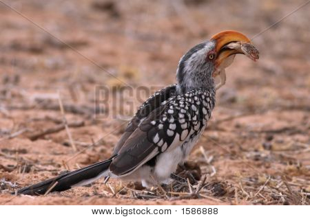 Yellowbilled 犀鸟 1