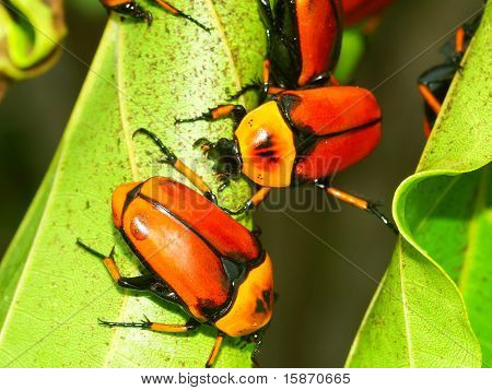 꽃 딱정벌레-퀸즈랜드