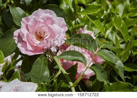 Pink roses in full bloom in a county garden