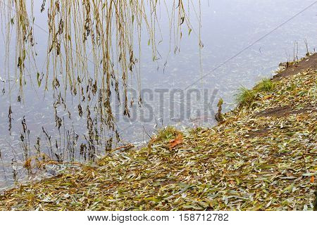 In the park by the lake in the morning