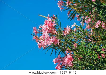Beautiful pink nerium oleander flowers against blue sky on bright summer day