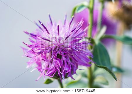 Prickly milk thistle in all its splendor on a greenish unfocused background